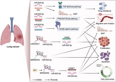 Crucial Roles of miR-625 in Human Cancer